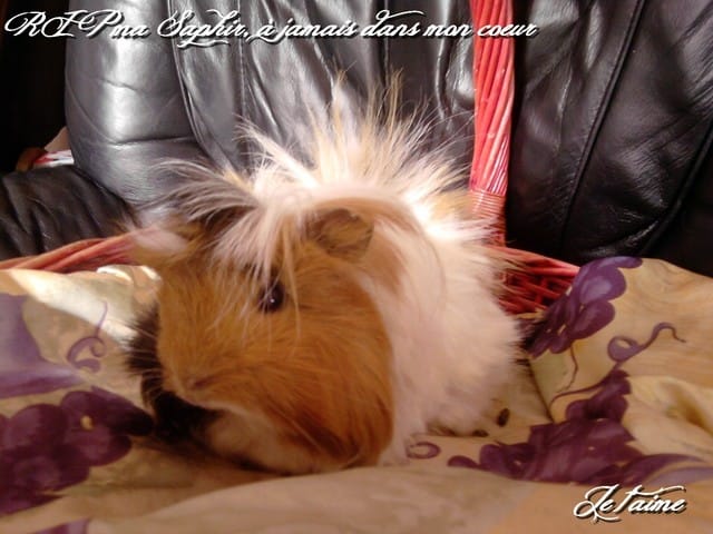 RIP ma saphir