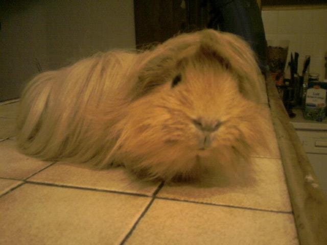 RIP Polux