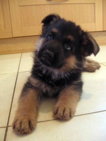 Berger Allemand ♥