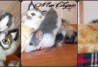 Besoin de renseignement pour ma tite ratte