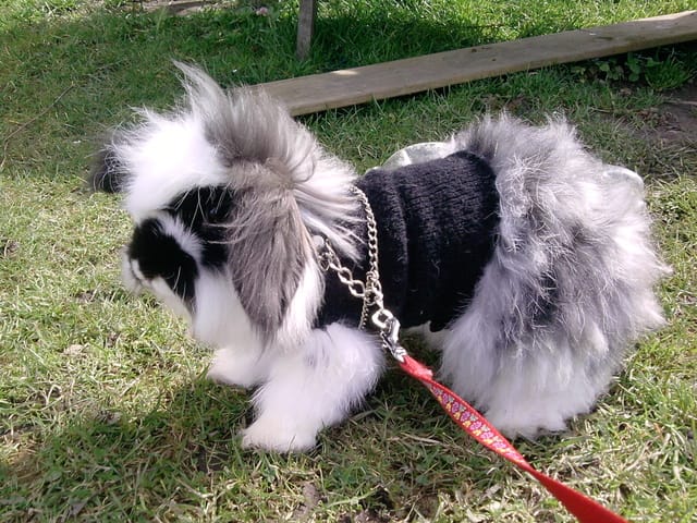 Concours pour lapins?