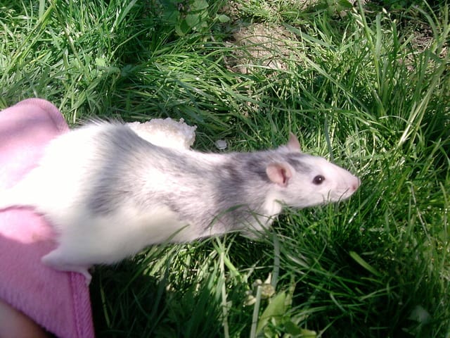 Speedie, Chipie en sortie =)