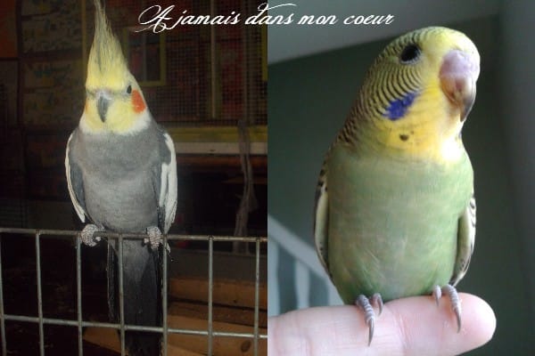 2 étoiles de plus brillerons dans le ciel ce soir :'(