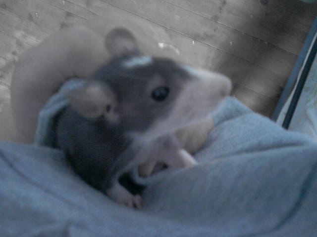 Ma Speedouille à 1 an =)