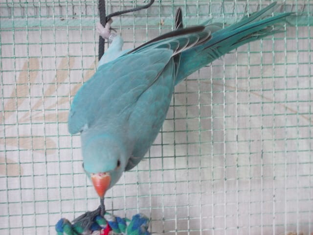 Cheyenne: Enfin à la maison ♥