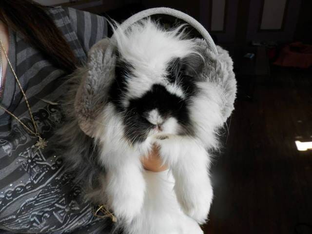 Baghera, ma Star ♥