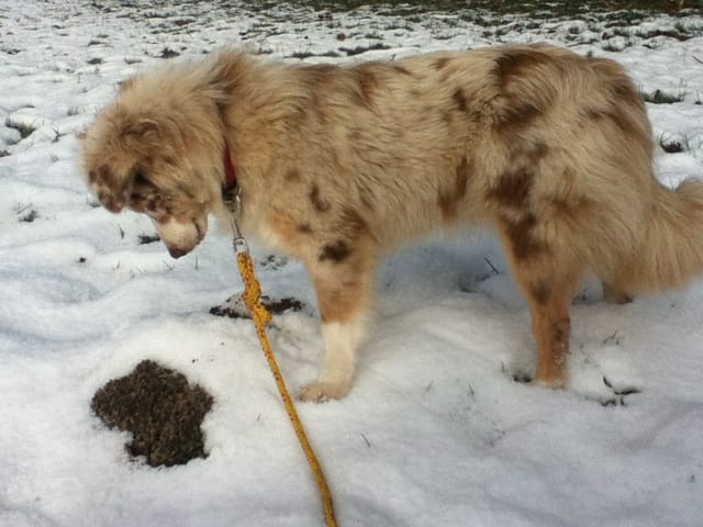 Vos loulous dans la neige !