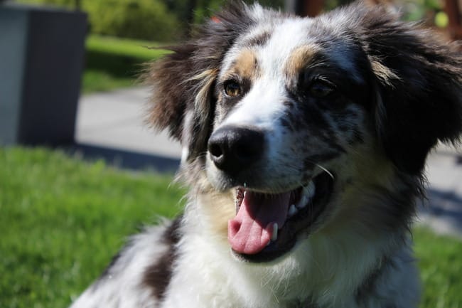 Des nouvelles de mon loup !♥