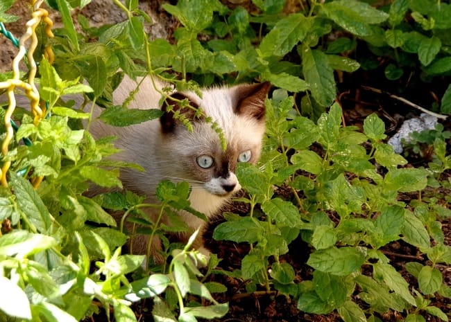 mon chaton c'est enfui