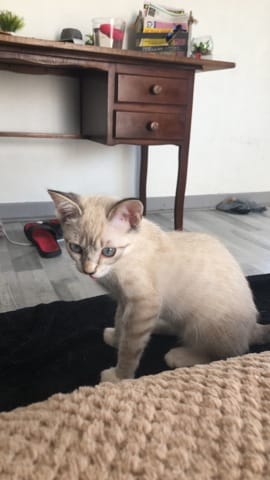 Connaître la robe et la race de mon chat