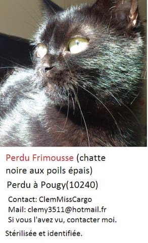 Chatte perdue