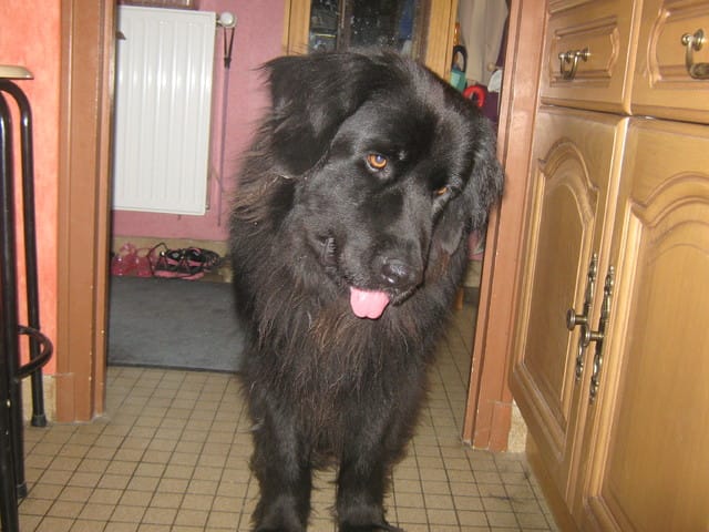 Vieillesse du chien