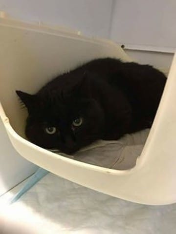 Urgent avt euthanasie ! Chat noir 3/4 ans (Picardie)