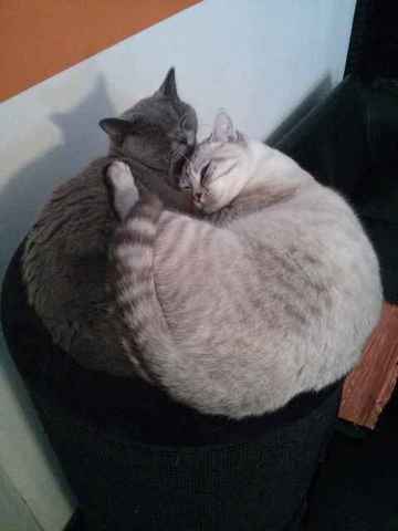 Miaouww la dedans !