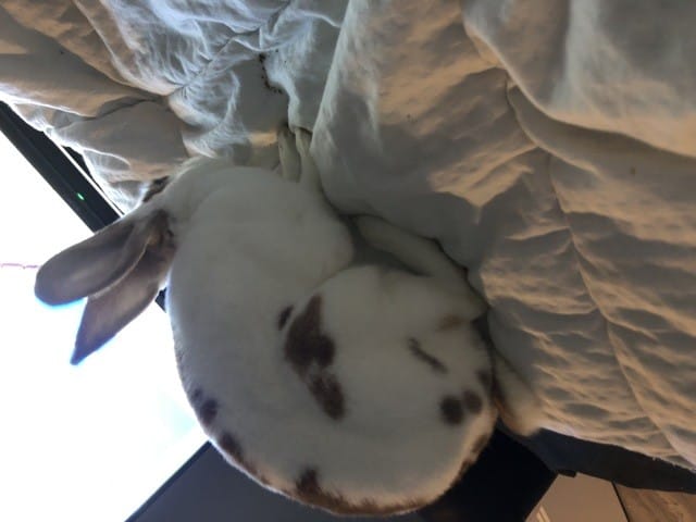Lapin trop maigre?