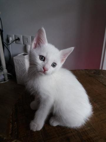Reconnaître chaton Maine coon croisé européen