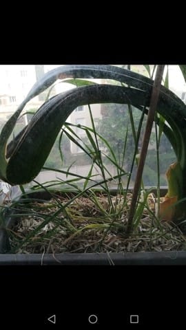 Foin et herbes fraîches