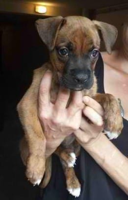 Quel croisement chiot boxer?