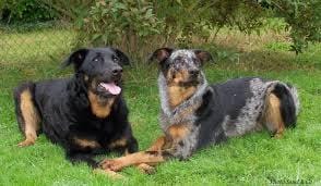 Mon futur chien ??