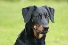 cherche éleveur berger de beauce ( en lorraine)