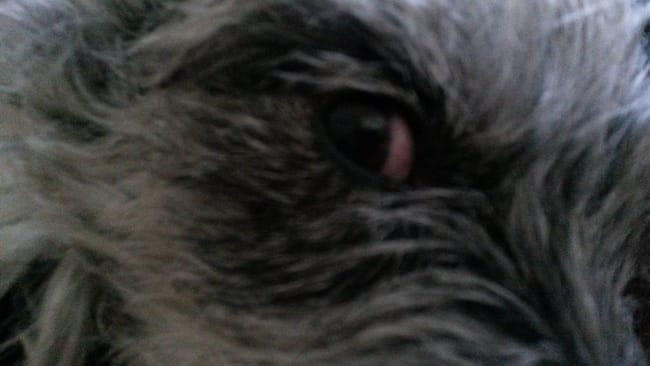 Mon chien à les yeux rouge que faire