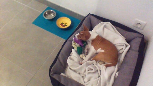 chiot basenji de 2 mois et demi