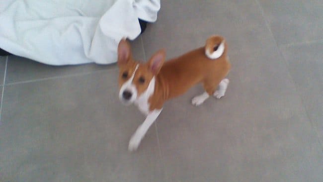 Connaissez vous le basenji