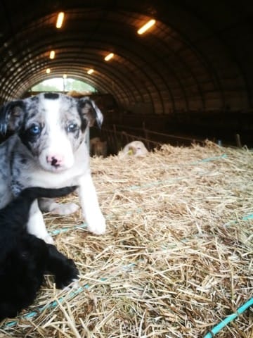 Doute sur origine border collie