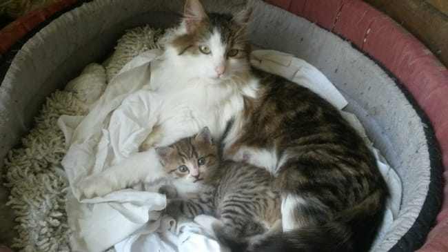 Maman chat a disparu