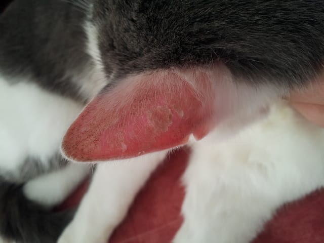 Oreilles chat qui pèlent