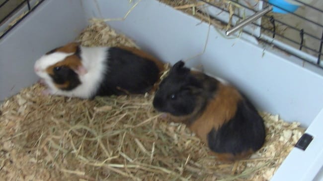 cherche gens qui ont la passion pour les cobayes