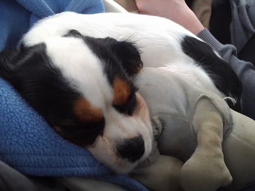 Le forum des Cavaliers King Charle