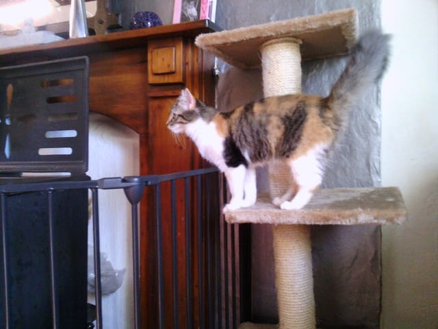 quel est le nom de leurs robes?