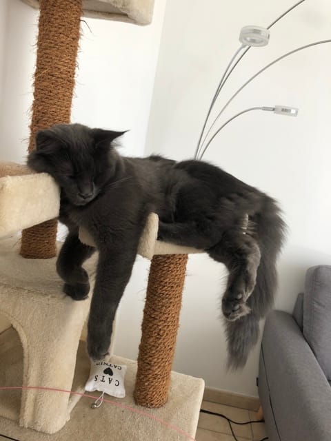 Mon chat est il trop gros?