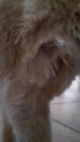 mon chat a une blessure à la patte  :(