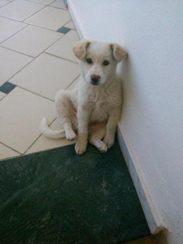 De quelle race est mon chien ?