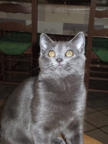 Comment empêcher mon chat de retirer son pansement ?