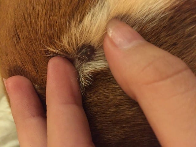 Ma chienne a une boule sur la tête