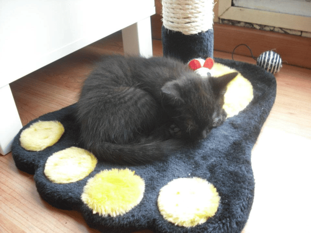Est-ce normale que notre chaton Guimauve miaule quand il est dans sa maison toilette ?