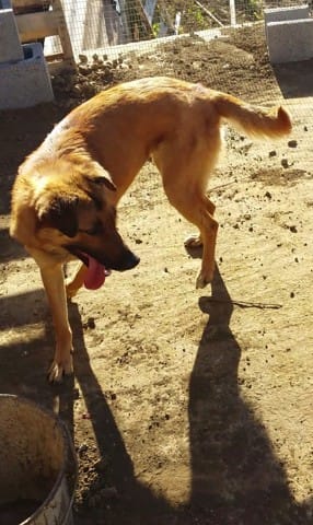 Quel est la race de mon chien ?