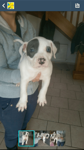 avis chiot amstaff