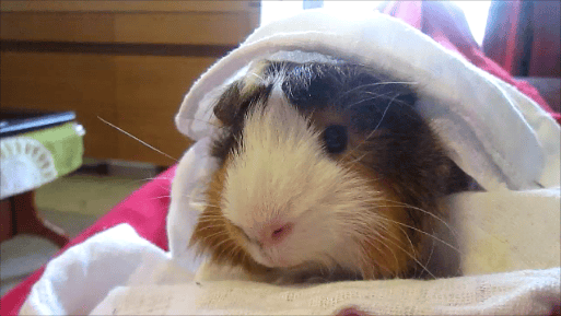 mon cochon d'inde avait la diarrhée?