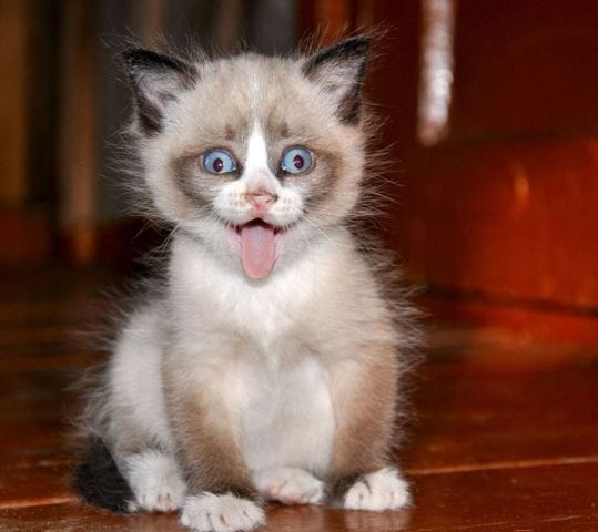 Que dit-on à un chaton qui boite