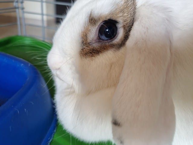 Besoin d'aide les yeux de mon lapin ont changé de couleur. Particolore?