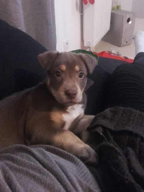 Quel croisement est mon chien