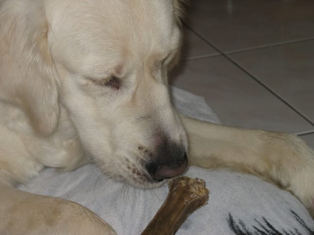 mordille