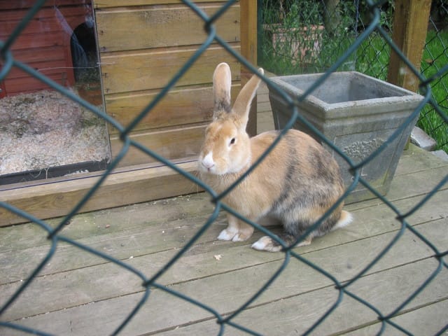 mon lapin male est une femelle:)