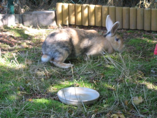 enclos pour lapin pour aider anne et les personnes qui veulent installer leur lapin dehors