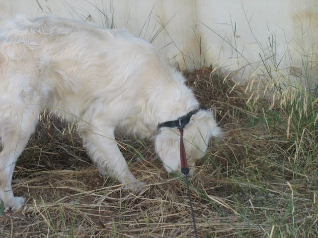 Mon chien mange les crottes de chats errants de Grèce et ls olives