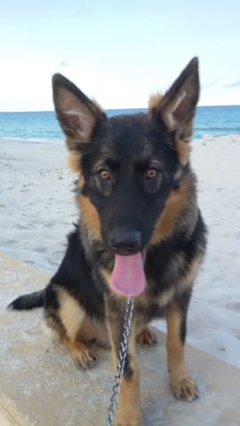 Demande de clarification de la race de mes chiens